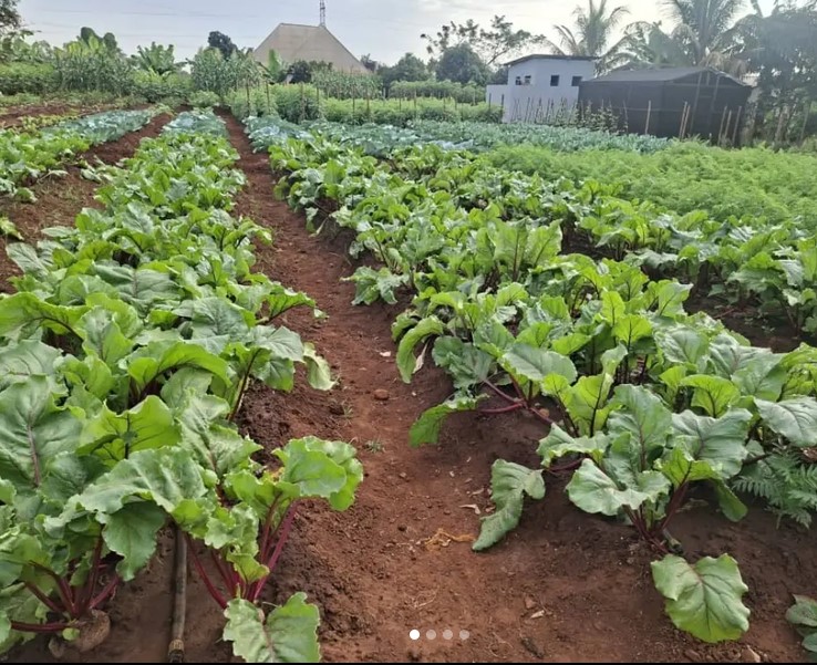 VIPANDO MBALIMBALI KATIKA BANDA LA MANISPAA YA KIGAMBONI TAYARI KWA MAONESHO YA NANENANE MKOANI MOROGORO